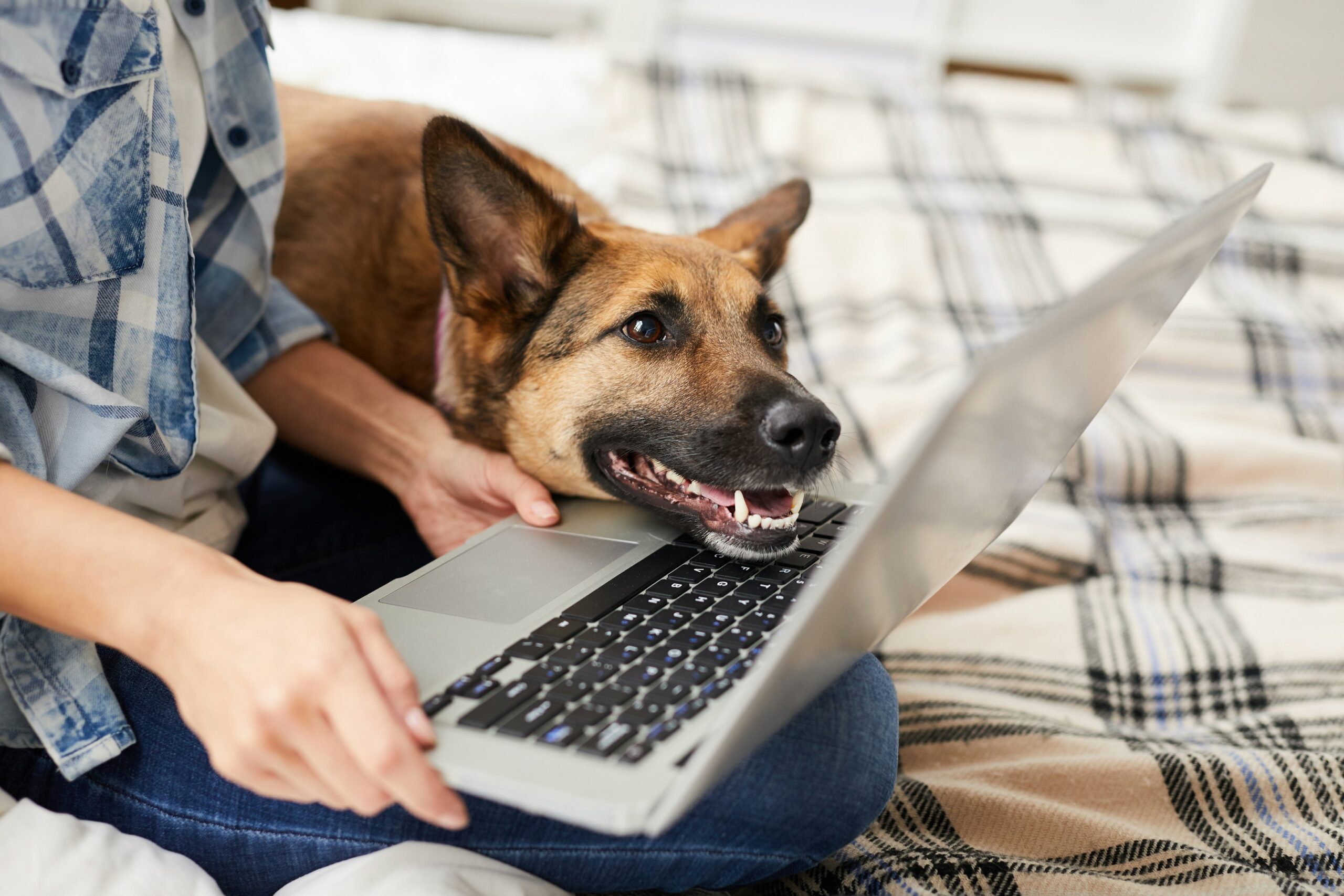 Ihminen ja koira katsovat tietokonetta.